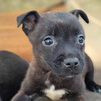 American Staffordshire terrier