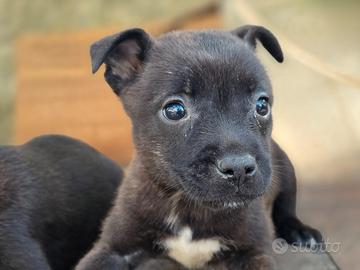 American Staffordshire terrier
