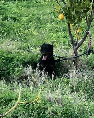 Jagd Terrier