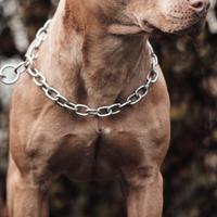 Pitbull cuccioli