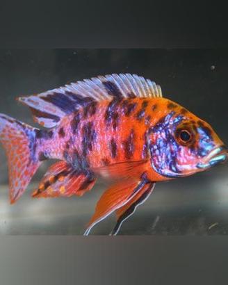 Ciclidi Malawi Pesci Aulonocara Marmelade Red