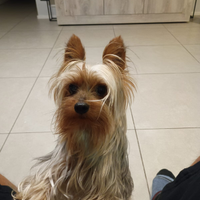 Yorkshire maschio per accoppiamento