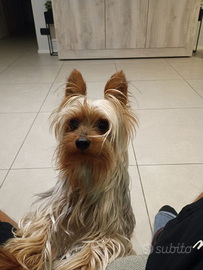 Yorkshire maschio per accoppiamento