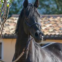 Stallone arabo morello