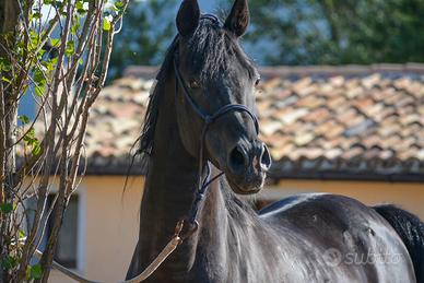 Stallone arabo morello