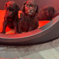 Barboncino silver Toy