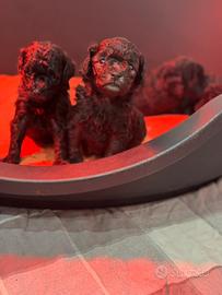 Barboncino silver Toy