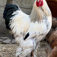 Galli e galline brahma, cocincina e moroseta