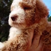 Cuccioli Lagotto Romagnolo