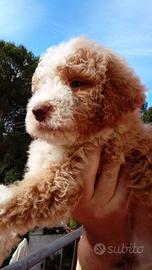 Cuccioli Lagotto Romagnolo