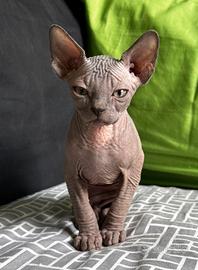 Sphynx cucciolo