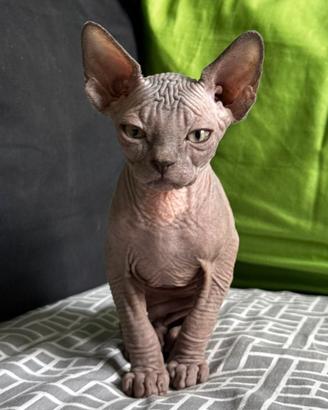 Sphynx cucciolo