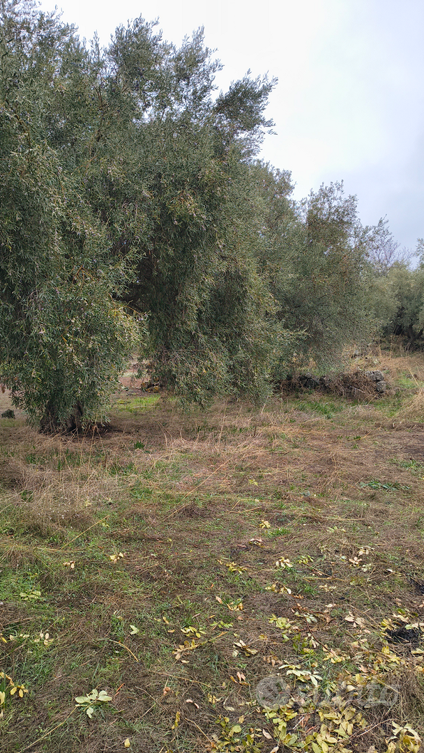 Terreno uliveto a Sant' Maria di Licodia - Vista 3