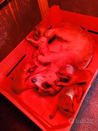 Suricata baby