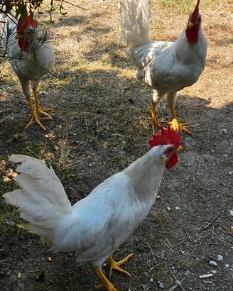 galli livornese marans legbar