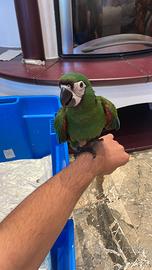 Ara severa baby / pet / pullo