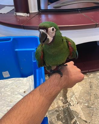 Ara severa baby / pet / pullo