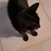 Gattino nero