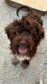 Cucciolo Lagotto romagnolo con pedigree