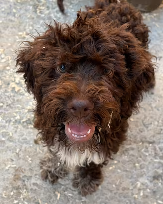 Cucciolo Lagotto romagnolo con pedigree