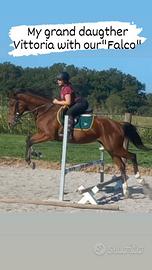 Cavallo