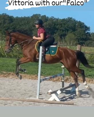 Cavallo