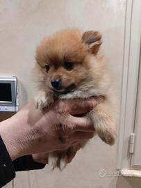 Spitz pomerania
