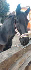 Mezza fida Cavallo castrone Murgese