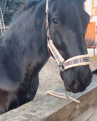 Mezza fida Cavallo castrone Murgese