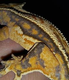 Gechi ciliatus (nuovo profilo)