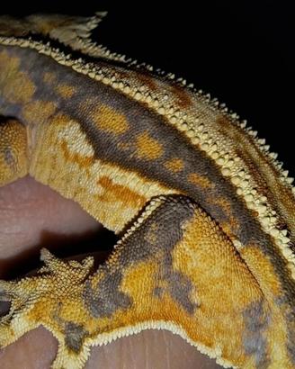 Gechi ciliatus (nuovo profilo)