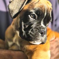 Cucciola di boxer