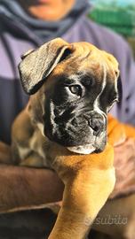 Cucciola di boxer