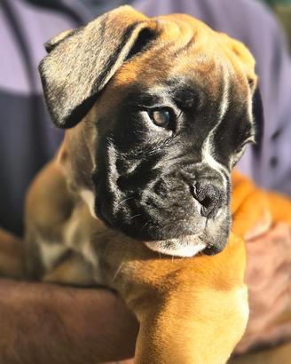 Cucciola di boxer