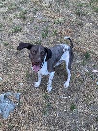 Cane da tartufo