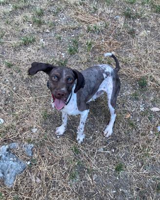 Cane da tartufo