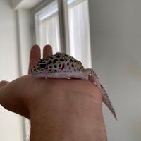 Geco leopardino
