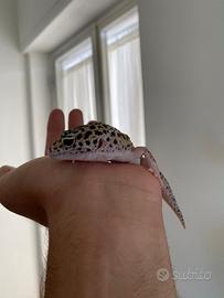 Geco leopardino