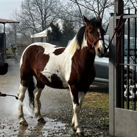 Cavalla Pezzata 9 anni