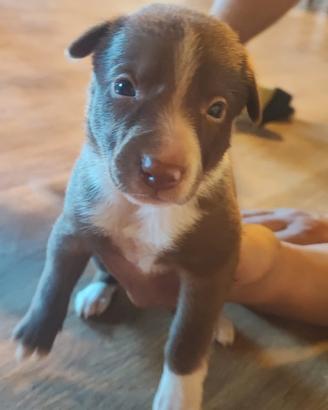 Border collie