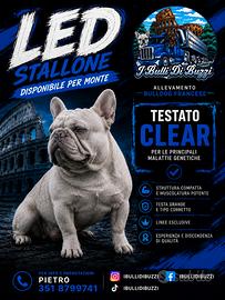 Bulldog Francese Monte