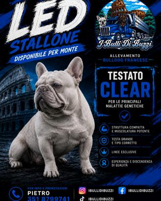 Bulldog Francese Monte
