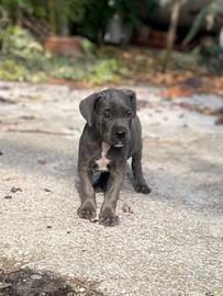 Cuccioli di Cane Corso