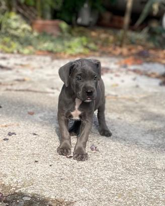 Cuccioli di Cane Corso