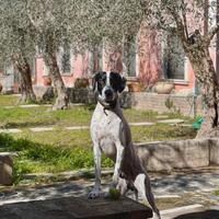 Bracco Pointer disponibile per monta