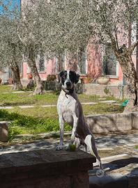 Bracco Pointer disponibile per monta