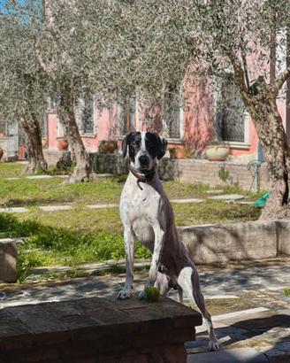 Bracco Pointer disponibile per monta