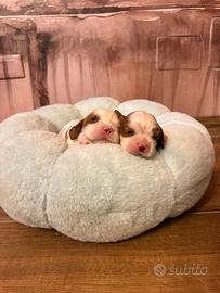 Cuccioli con pedigree Enci