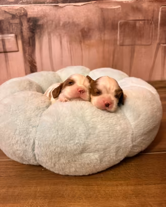 Cuccioli con pedigree Enci