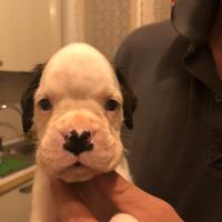 Cucciolo di boxer